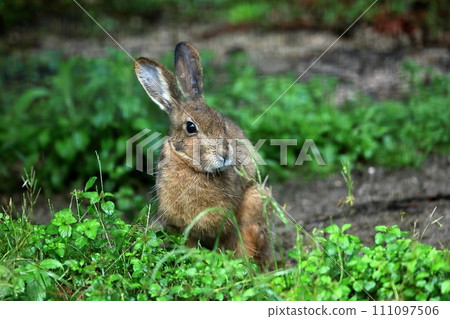 Japanese hare sitting in the grass Japanese hare sitting in the grass 111097506