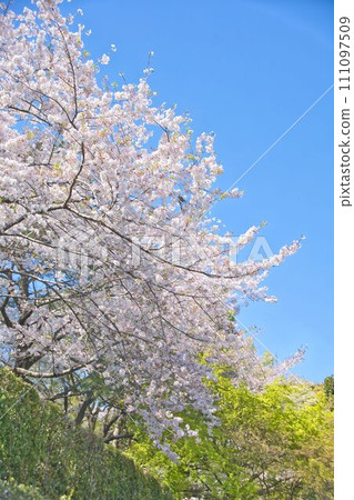 盛開的櫻花在藍天中閃耀 盛開的櫻花在藍天中閃耀 111097509