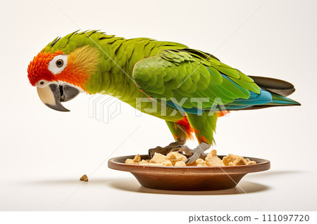 Portrait of Amazon parrot near a bowl of bird food isolated on a white background. 111097720
