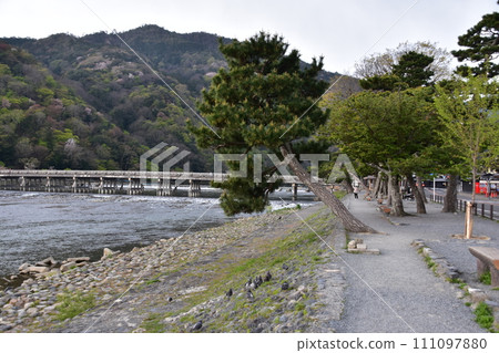 日本春天的京都,嵐山週邊的街道,旅遊勝地渡月橋和桂川,盛開的櫻花和美麗的新綠,一群鴿子聚集在岸邊 日本春天的京都,嵐山週邊的街道,旅遊勝地渡月橋和桂川,盛開的櫻花和美麗的新綠,一群鴿子聚集在岸邊 111097880