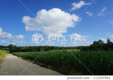 Sugarcane field on Minami-Daito Island Sugarcane field on Minami-Daito Island 111097992