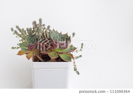 Green Graptopetalum bellum flower on white background 111098364