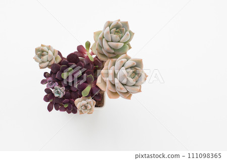 Succulent houseplant Graptoveria Inti Platense and Anacampseros Rufescens houseplant flower top view Succulent houseplant Graptoveria Inti Platense and Anacampseros Rufescens houseplant flower top view 111098365