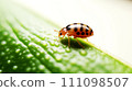 Ladybug Close-Up 111098507