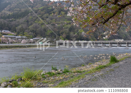 日本春天的京都，嵐山周圍的街道，旅遊景點渡月橋和桂川，美麗的櫻花和新鮮的綠色植物，過橋的公共巴士 111098808