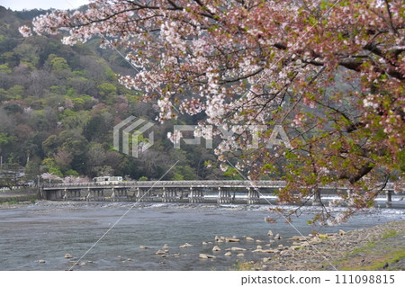日本春天的京都,嵐山周圍的街道,旅遊景點渡月橋和桂川,美麗的櫻花和新鮮的綠色植物,過橋的公共巴士 日本春天的京都,嵐山周圍的街道,旅遊景點渡月橋和桂川,美麗的櫻花和新鮮的綠色植物,過橋的公共巴士 111098815