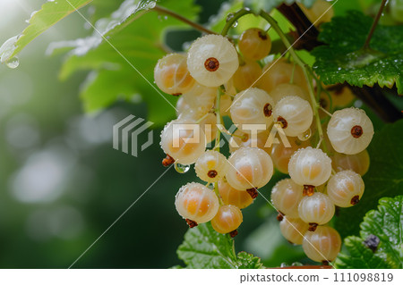 AI-generated content. Farming concept - white currant berries growing on bunch 111098819