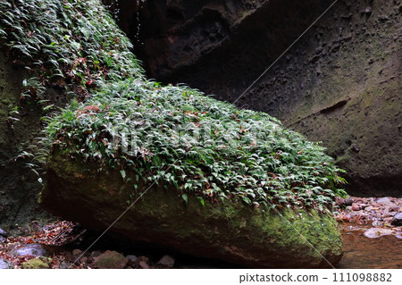 Iogi-don's fern Iogi-don's fern 111098882