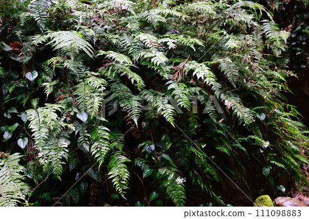 Iogi-don's fern 111098883