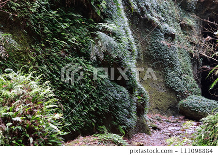 Iogi-don's fern Iogi-don's fern 111098884