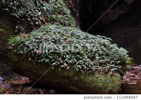 Iogi-don的蕨類植物 111098897