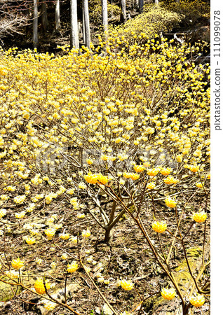 西丹澤的鰻魚丸森林裡盛開著三俁花 111099078