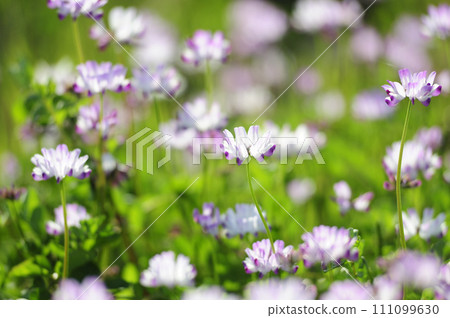 我有時看到綠草 111099630