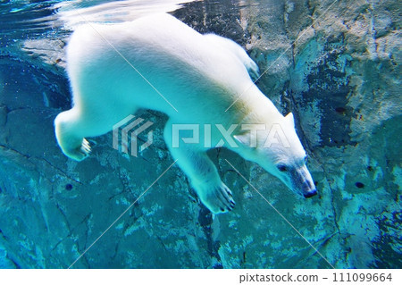 旭山動物園北極熊館 111099664