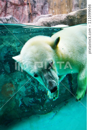 Asahiyama Zoo Polar Bear House Asahiyama Zoo Polar Bear House 111099666