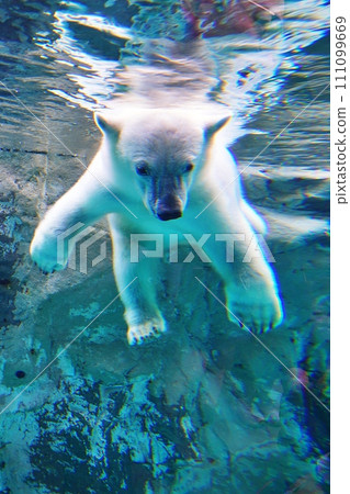 旭山動物園北極熊館 111099669