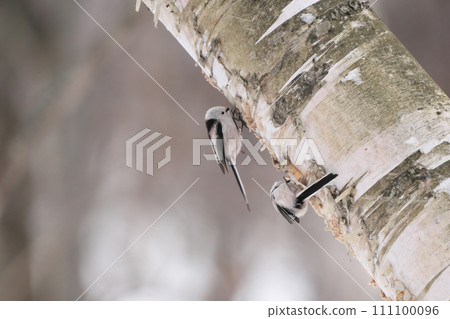 A long-tailed moth perches on the trunk of a white birch tree and searches for food. 111100096