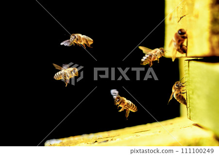 Worker bees fly in and out of the hive. Gold on a black background. 111100249