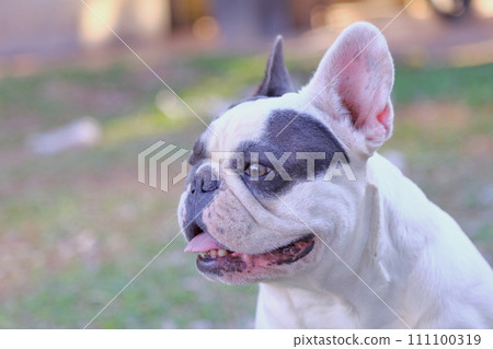 A cute of french bulldog A cute of french bulldog 111100319