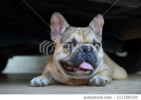 A cute of french bulldog A cute of french bulldog 111100320