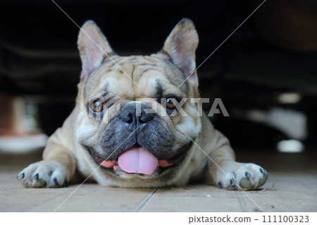 A cute of french bulldog A cute of french bulldog 111100323