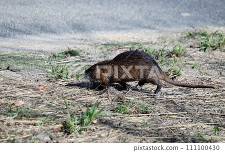 Nutria, once a savior, now treated as a pest Nutria, once a savior, now treated as a pest 111100430
