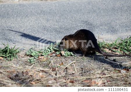 海狸鼠，曾經的救世主，現在被視為害蟲 111100431