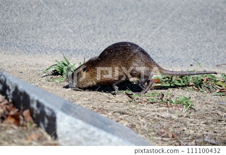 海狸鼠，曾經的救世主，現在被視為害蟲 111100432