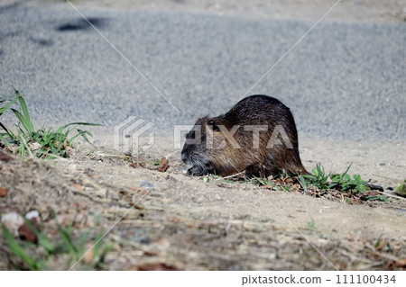 海狸鼠，曾經的救世主，現在被視為害蟲 111100434