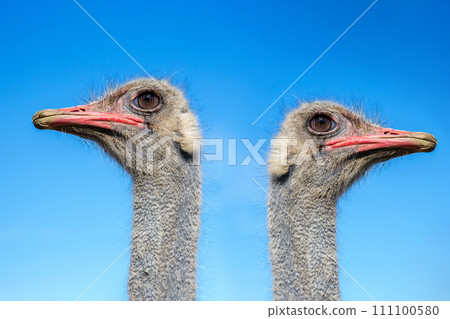 head of an ostrich bird against a background of blue sky. head of an ostrich bird against a background of blue sky. 111100580