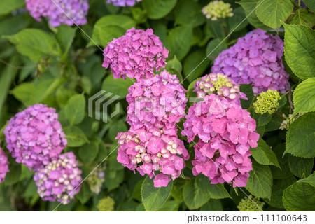 Hydrangea Hydrangea Rainy Season Image [Kanagawa Prefecture] 111100643