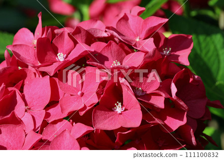 Pink mophead Hydrangea flowers in macro close up Pink mophead Hydrangea flowers in macro close up 111100832