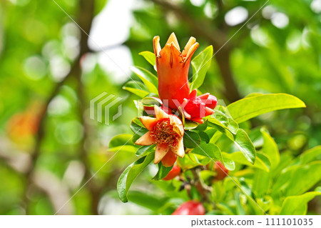 紅石榴花（春季、五月） 111101035