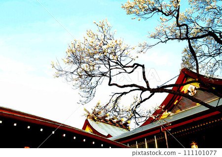 Yushima Tenjin plum festival - blue sky and main shrine Yushima Tenjin plum festival - blue sky and main shrine 111101077