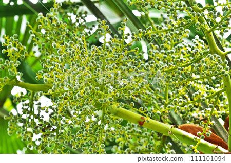 綠色棕櫚果（春季、五月） 111101094