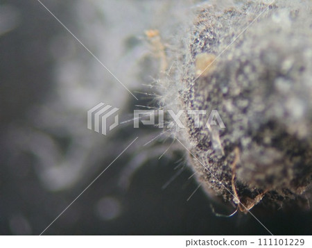 土壤中黴菌生長的立體顯微照片 111101229