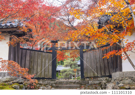 Kyoto in autumn, Nison-in, colorful autumn leaves and black gate Kyoto in autumn, Nison-in, colorful autumn leaves and black gate 111101310