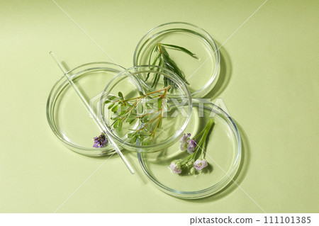Herbal medicine, concept of herbal medicine research 111101385