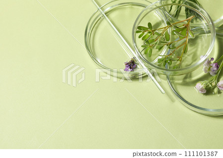 Herbal medicine, concept of herbal medicine research 111101387