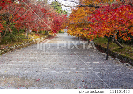 秋天的京都,二尊院,紅葉色彩鮮豔的馬場 秋天的京都,二尊院,紅葉色彩鮮豔的馬場 111101433
