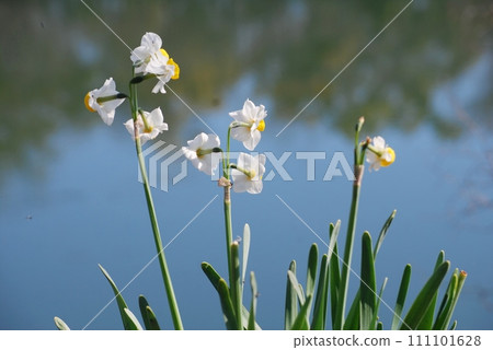 護城河邊盛開的水仙花 護城河邊盛開的水仙花 111101628