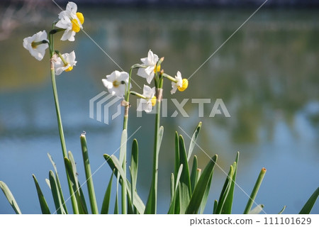 護城河邊盛開的水仙花 護城河邊盛開的水仙花 111101629