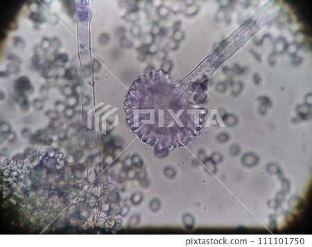 生產鰹魚片的模具 111101750