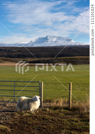 Pasture, sheep and mountain, East Iceland Pasture, sheep and mountain, East Iceland 111101824