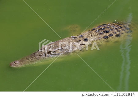 Close up big head crocodile is show head in river Close up big head crocodile is show head in river 111101914