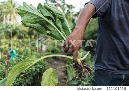 Cantonese Harvesting in hand Farmers in a Vibrant Agricultural Scene 111101916