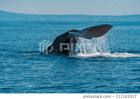 Whale to jump Whale to jump 111101917