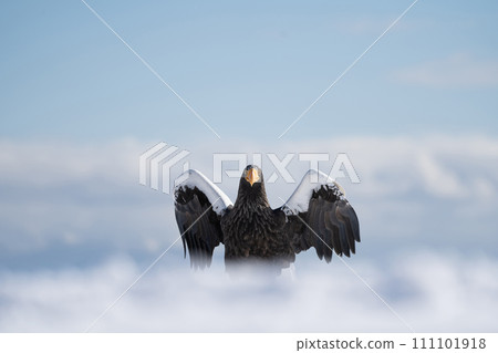 Great eagle flying above the ice floe 111101918