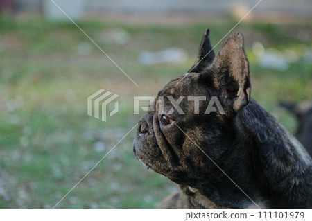 A cute of french bulldog backgrounds 111101979