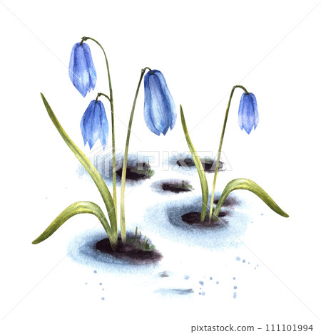 Watercolor illustration Arrival of spring the awakening of nature after winter Melting snow, primary plants, blue squills scilla hand drawn Flowers sprouting through the snow Isolated white background Watercolor illustration Arrival of spring the awakening of nature after winter Melting snow, primary plants, blue squills scilla hand drawn Flowers sprouting through the snow Isolated white background 111101994